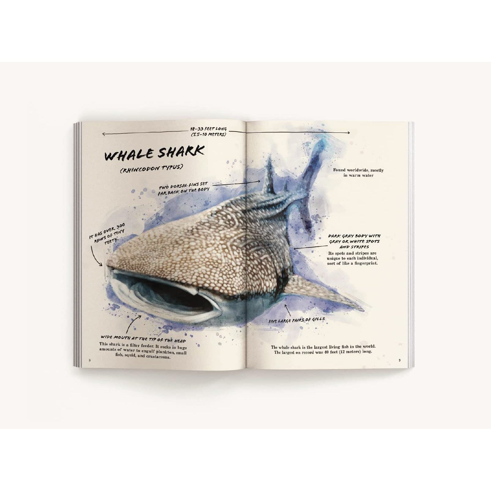 Harper Collins: The Ocean Explorer's Definitive Shark Handbook