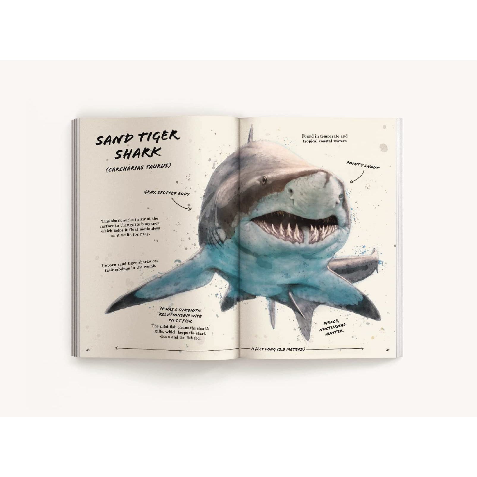 Harper Collins: The Ocean Explorer's Definitive Shark Handbook
