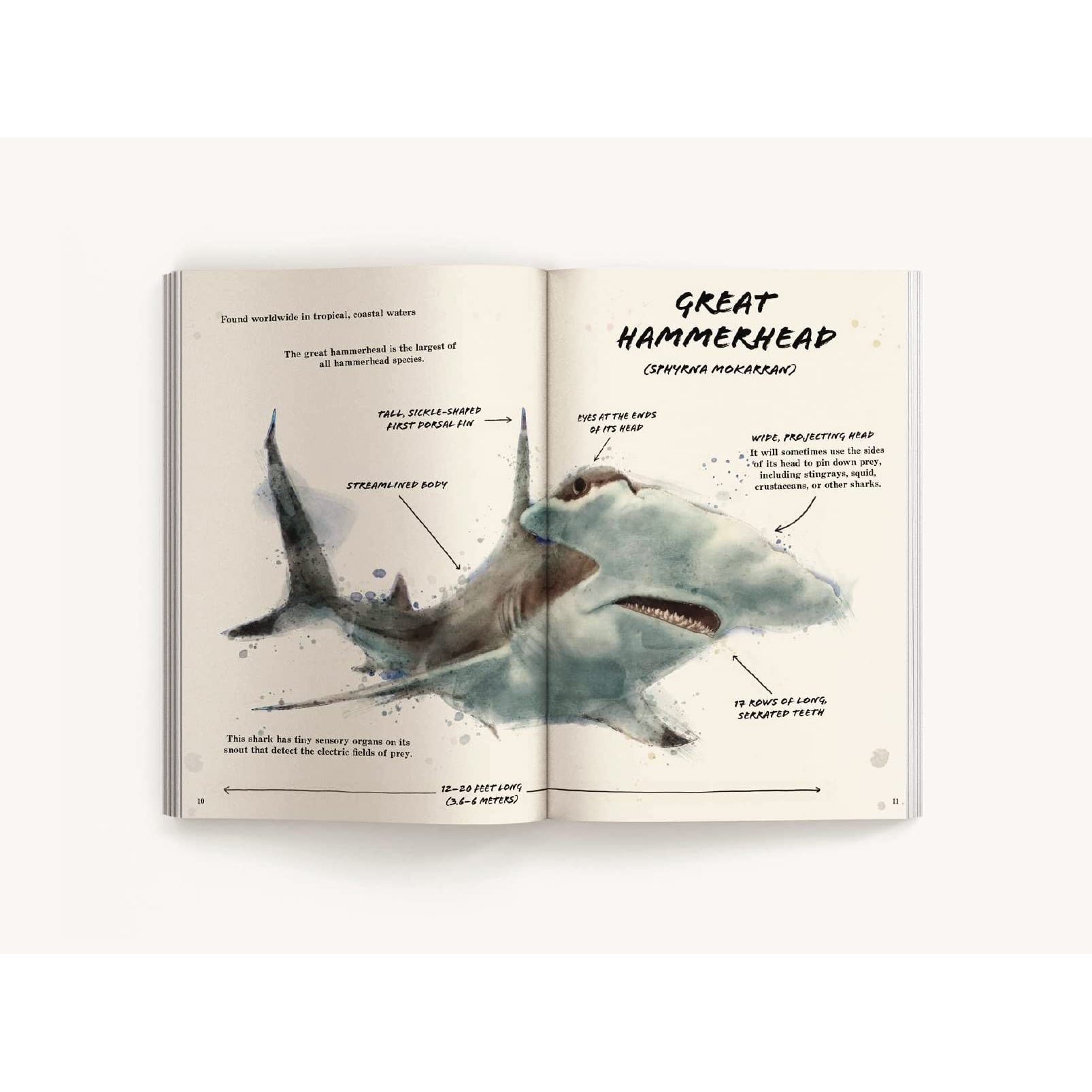 Harper Collins: The Ocean Explorer's Definitive Shark Handbook